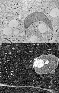 A Whole Universe in a Cell
V. Pereda-Loth, V. Legué.
Univ. Toulouse / Univ. Lorraine, France