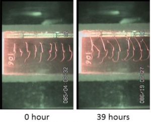Phototropism of plants in space J. Z. Kiss, Dpt Biology, Univ. Mississippi